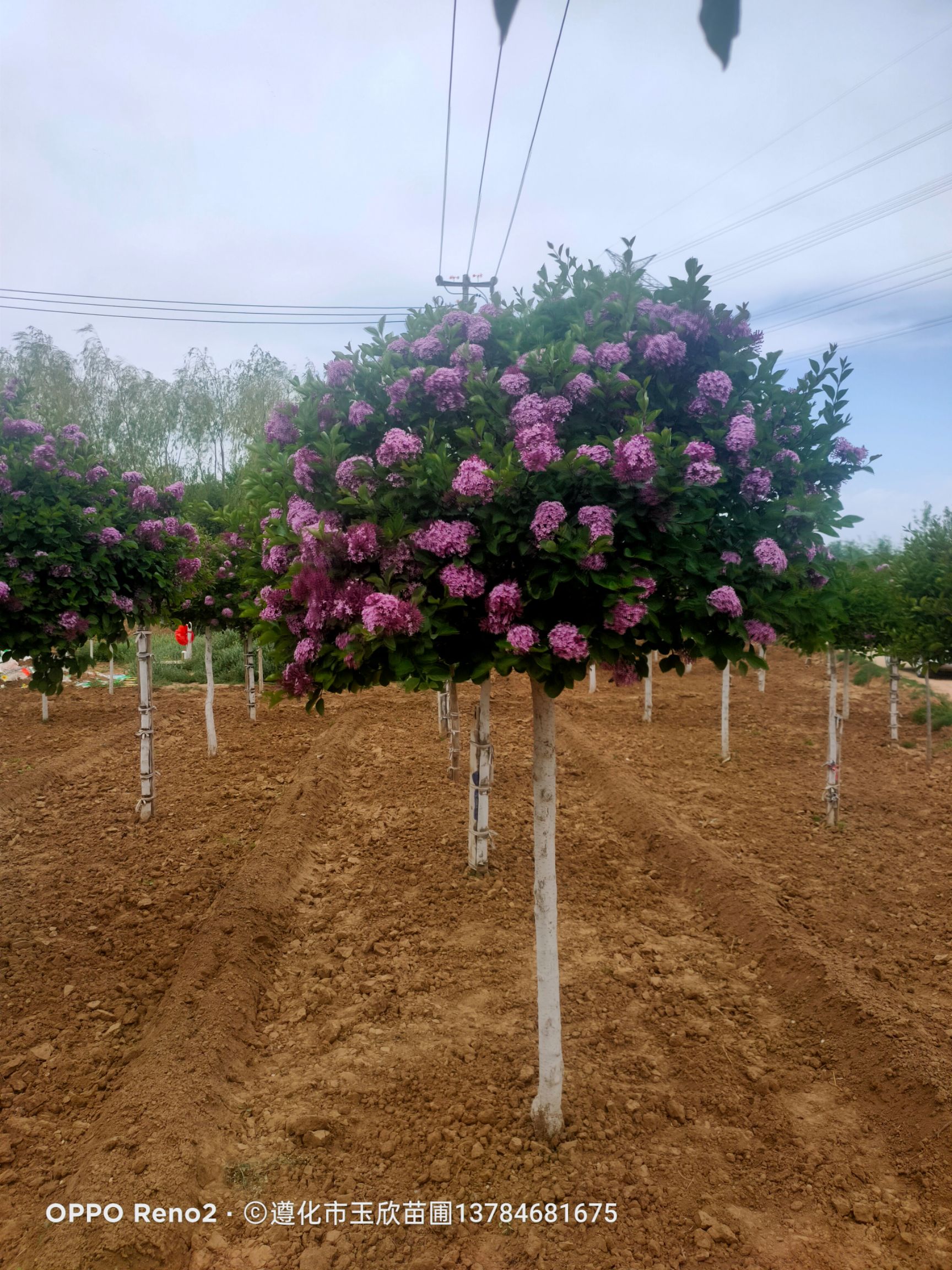 暴馬丁香  香水丁香4/8公分，五一節(jié)盛花期。一處丁香花，十里香襲人。