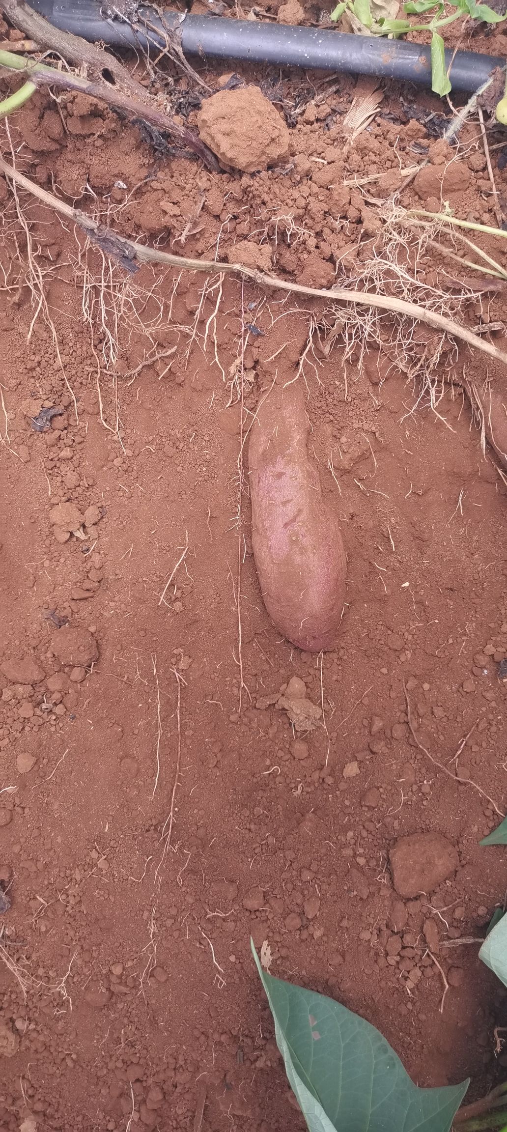 桂紫薯 桂经8号紫薯