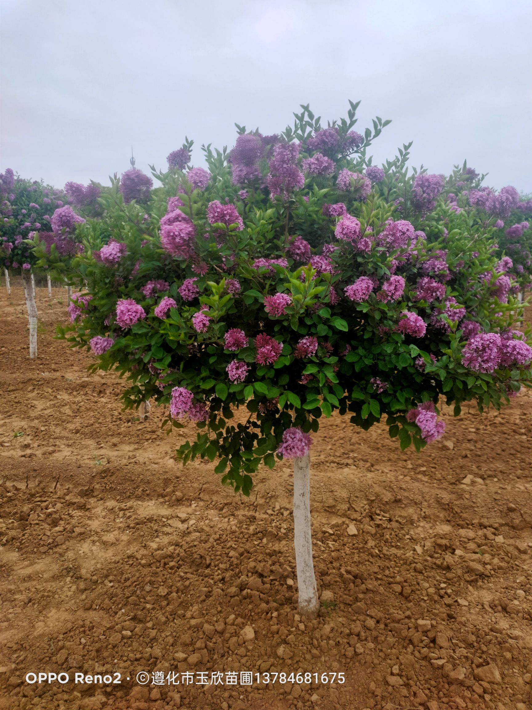 暴馬丁香  香水丁香4/8公分，五一節(jié)盛花期。一處丁香花，十里香襲人。