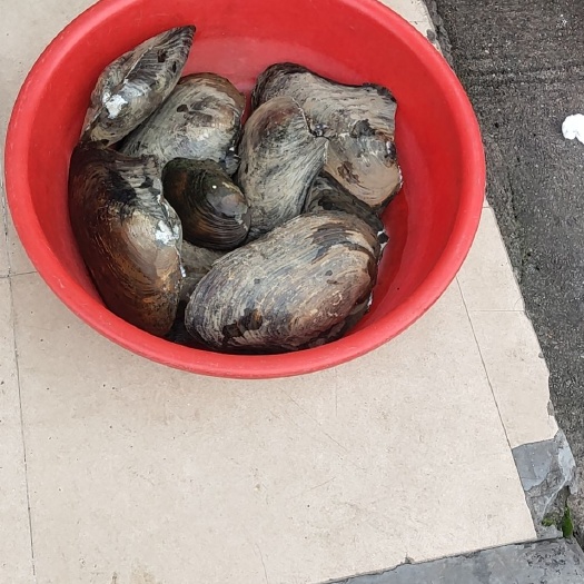 翁源县蚌每个2.5斤以上