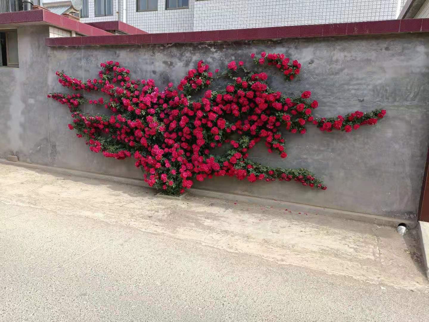 爬蔷薇 蔷薇 攀爬植物