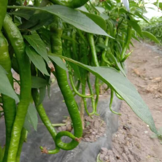 腾冲市薄皮椒  名称：辣椒
特点：皮薄