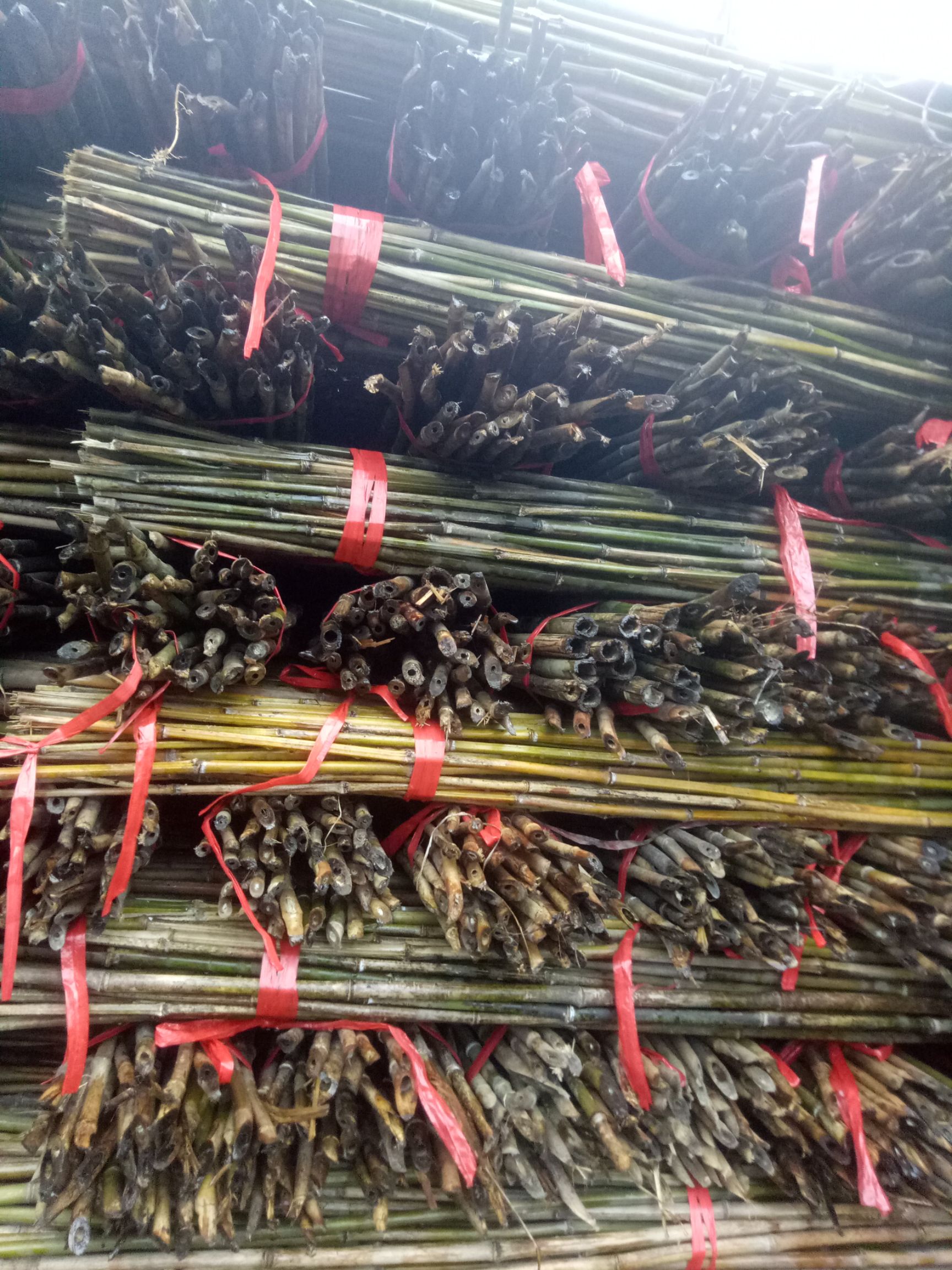 竹竿  菜架竹，2.3米长。