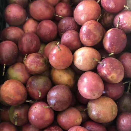 南宁台农一号百香果 越南百香果大红果次果