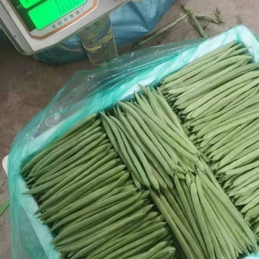 昌宁县豆角 小筋豆