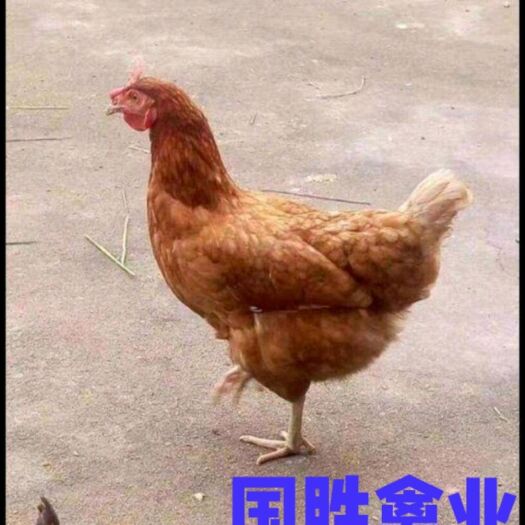 南宁蛋鸡苗  海兰褐壳蛋鸡 海兰褐蛋鸡 海兰褐壳蛋母苗 下蛋母鸡 产蛋高