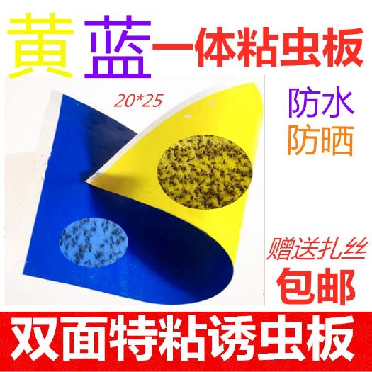 曹县 黄蓝一体双面粘虫板诱虫板果园大棚专用黄板家用黄色蓟马蓝板双色