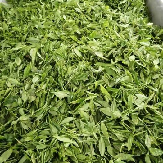 贵定县毛峰茶  贵州都匀毛尖云雾贡茶鲜叶供应