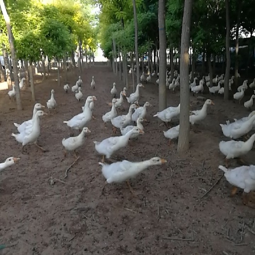 唐县肉鹅  1500只四十多天三花鹅，一个月后出栏，有需要的可以联系