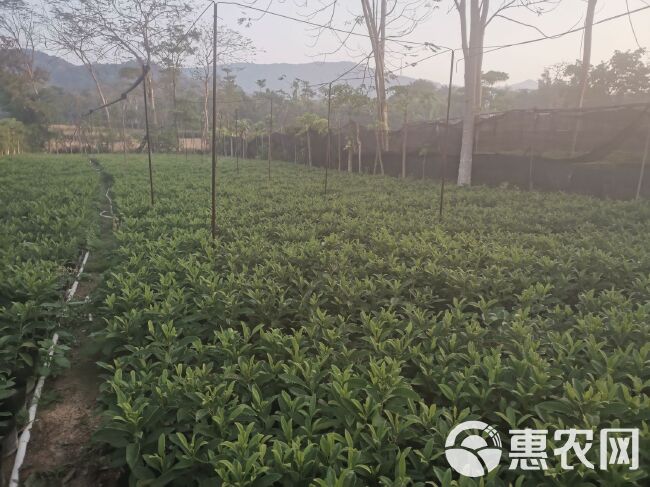 非洲茉莉（灰莉）