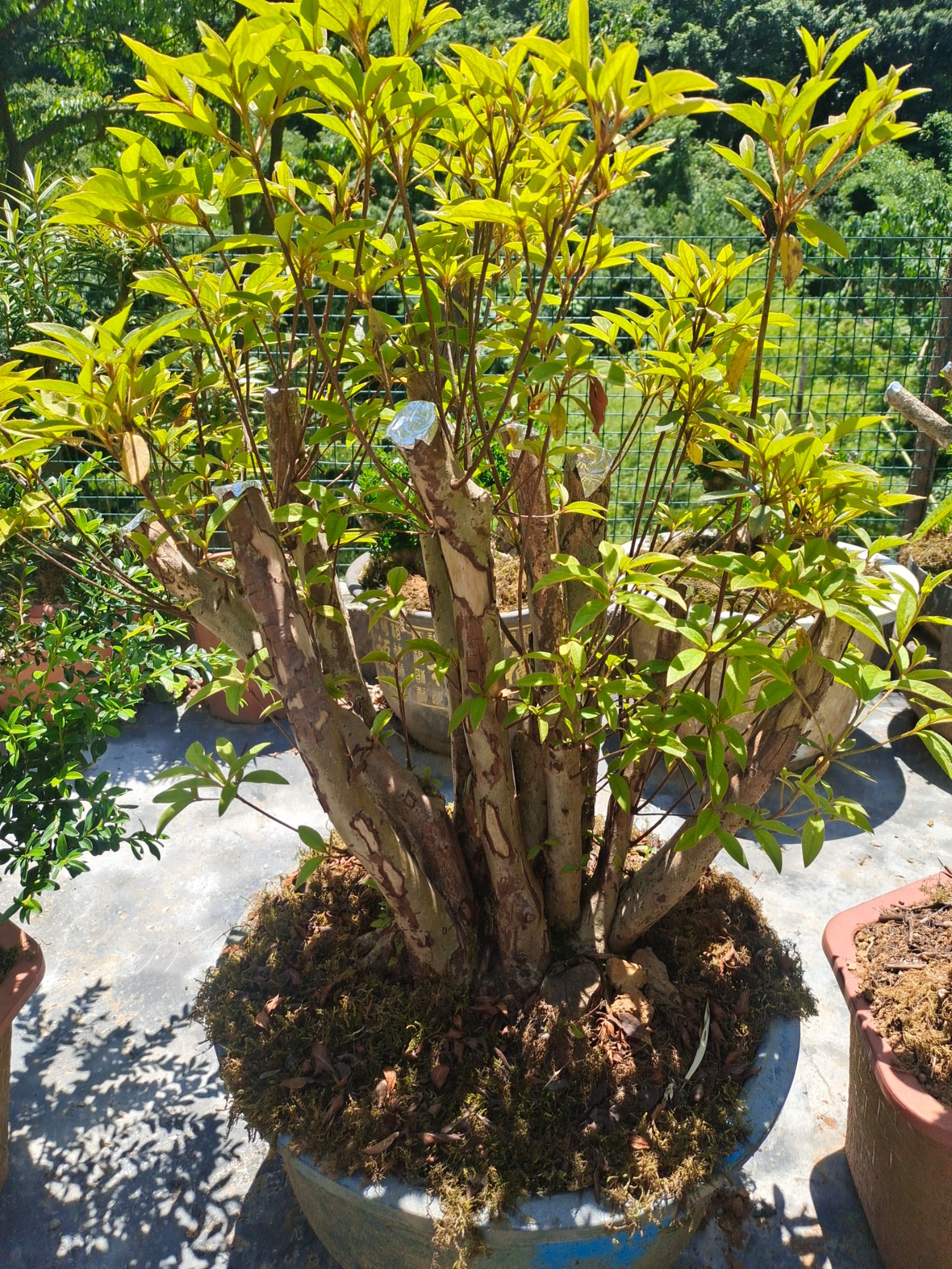 国旗红杜鹃 映山红