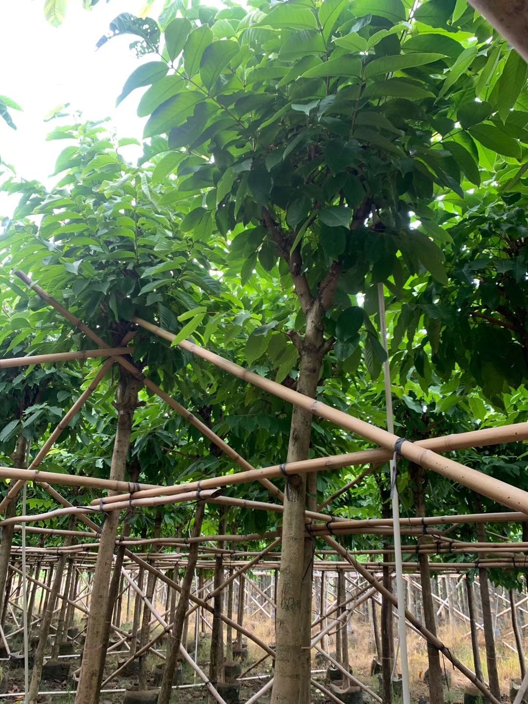 出售大花紫薇大叶紫薇袋苗5-20公分