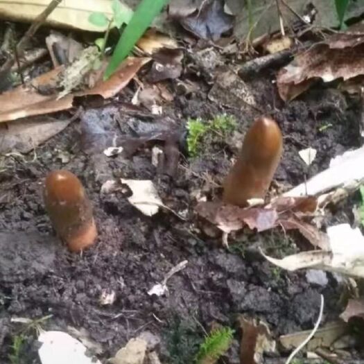 绥阳县乌天麻  药材
