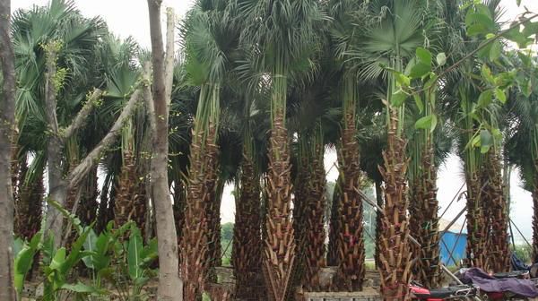 量天尺仙人掌  月亮树苗