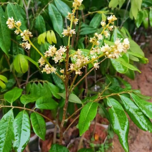 灵山县四季蜜龙眼苗  四季龙眼苗 一年四季边结果边开花 带土带叶发货 基地直销