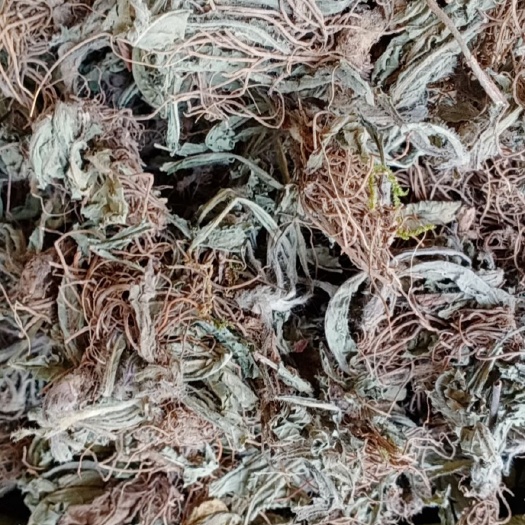清远农家地胆草