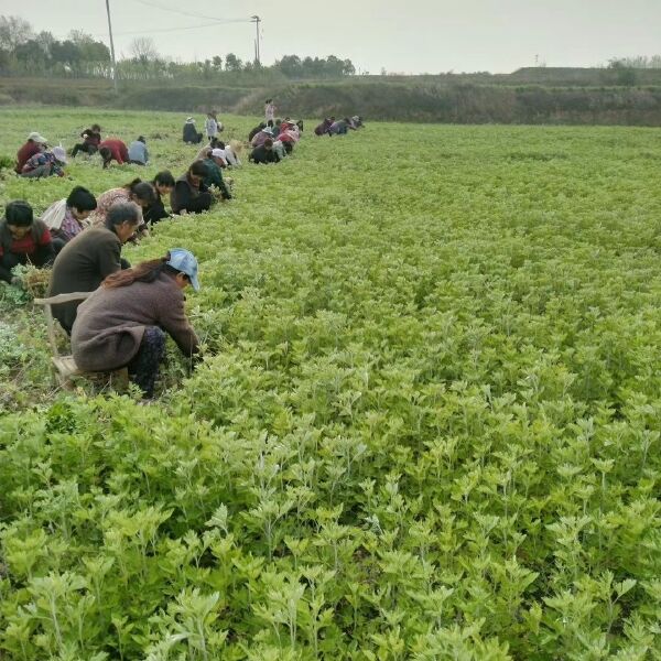 艾草，艾叶，端午艾，艾包，艾苗，艾根