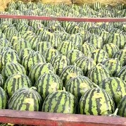 蒲城县 陕西蒲城甜王西瓜大量上市品质保证