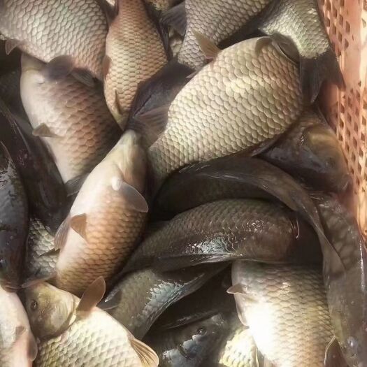 新沂市 黄金鲫