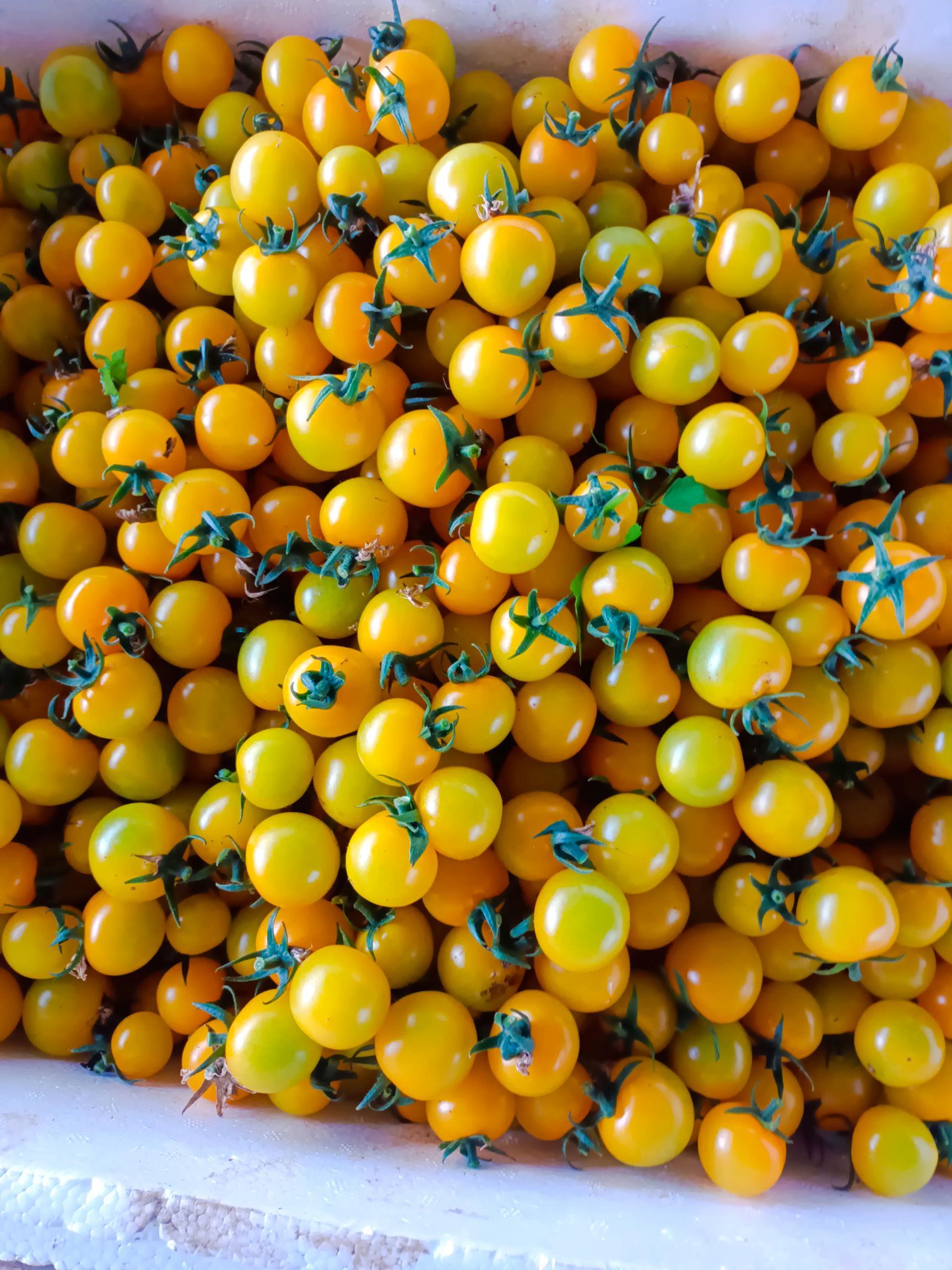 上海地区供应正宗千禧小番茄 各种类都有  红色和黄色青色。