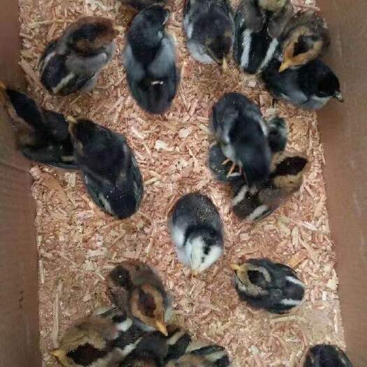 南宁 正宗越南斗鸡苗，，
