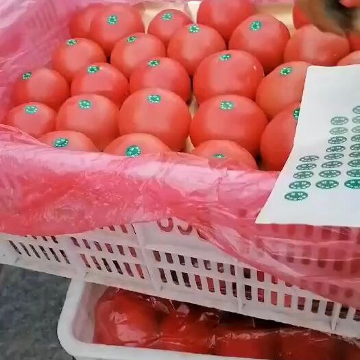 曹县西红柿