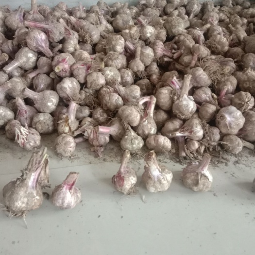 卫辉市紫皮蒜 紫皮大蒜