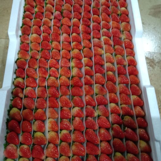 巧家县蒙特瑞草莓  草莓