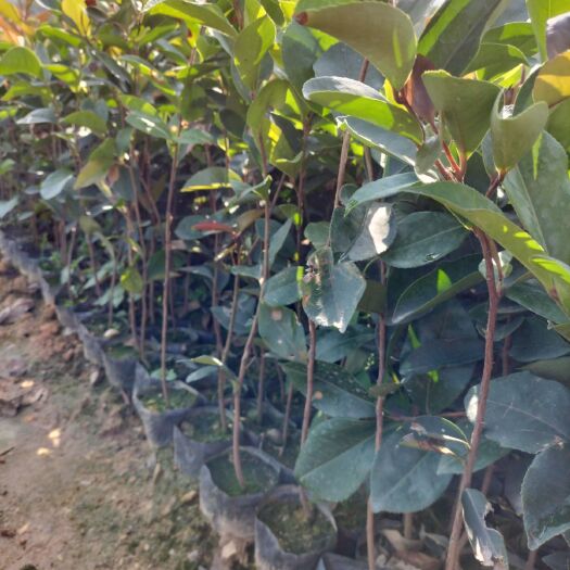 广州油茶树苗  油茶苗