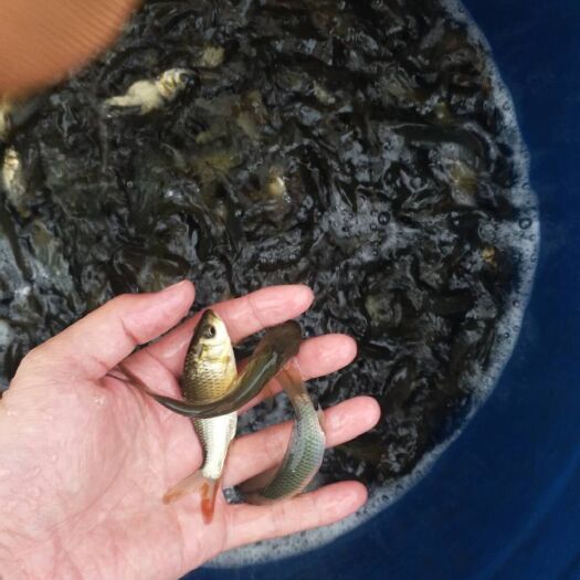 秀山鲤鱼苗 杂交优质鲤鱼苗 提供技术指导 包运输消毒下塘货到付款