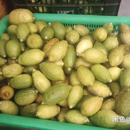 化州市少量二级广东香水柠檬  便宜出