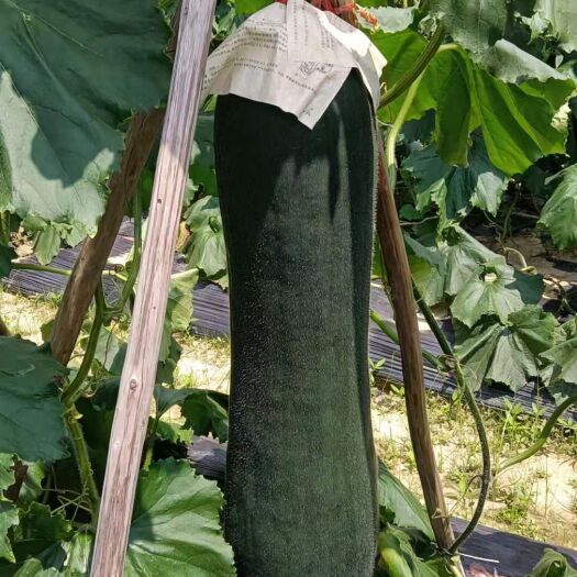博白县 黑皮冬瓜条形长、颜色光泽