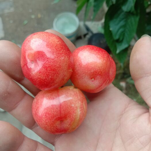 枣庄红灯樱桃  红灯，美早