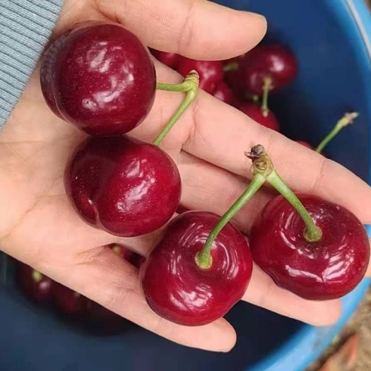 平度市早大果樱桃 不打催熟剂，自然成熟  包装不用防腐剂