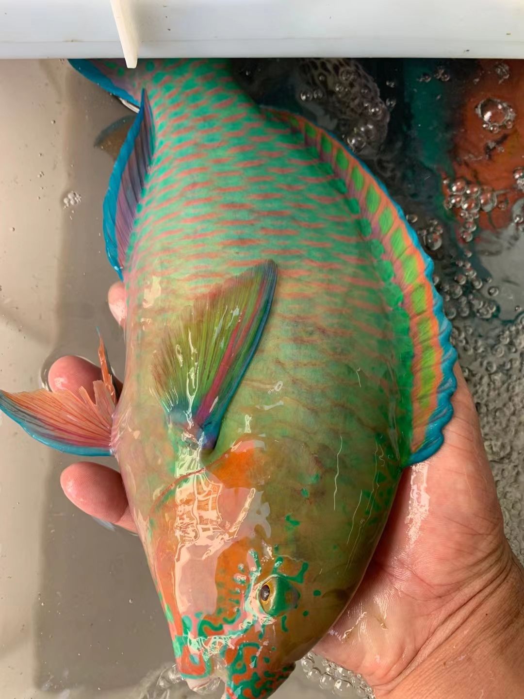 西沙海鱼，青衣鱼，味道鲜美