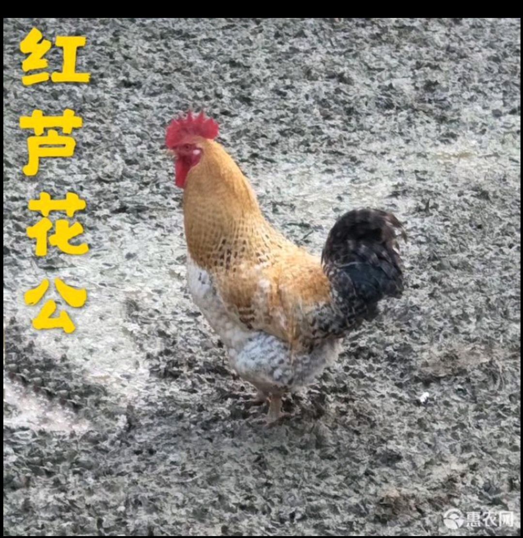 蘆花雞苗 紅蘆花雞公【廠家直銷 誠信經營 品種純正 全國包郵】