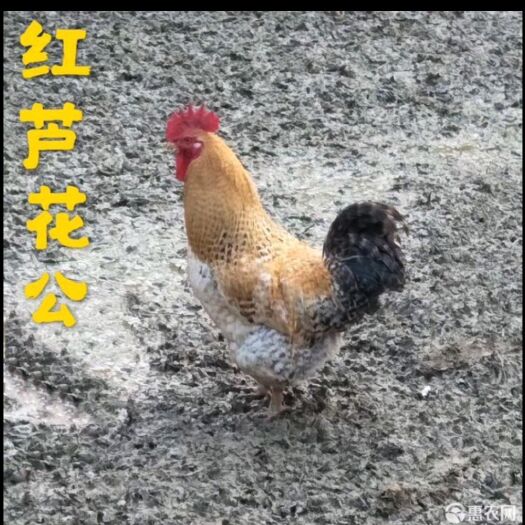 广州芦花鸡苗 红芦花鸡公【厂家直销 诚信经营 品种纯正 全国包邮】