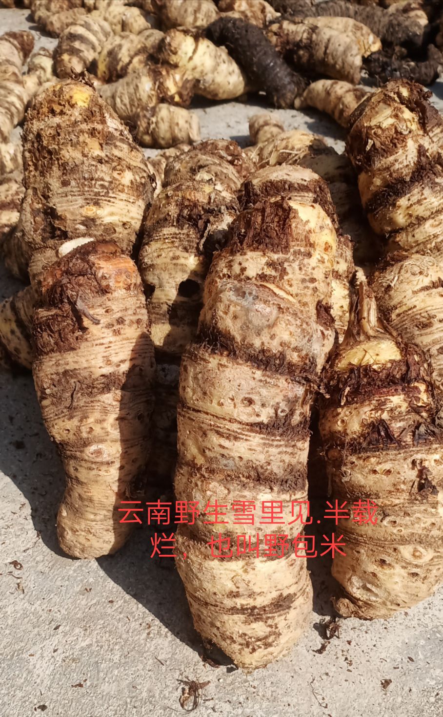 云南雪里见，半载烂常年有货，粉质红心雪里见的假一赔