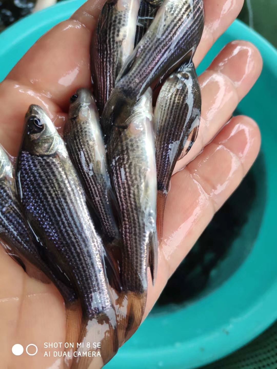 岩鲤鱼苗  鱼苗 优质岩鲤苗 高档鱼种 支持配送到塘 货到付款技术支持