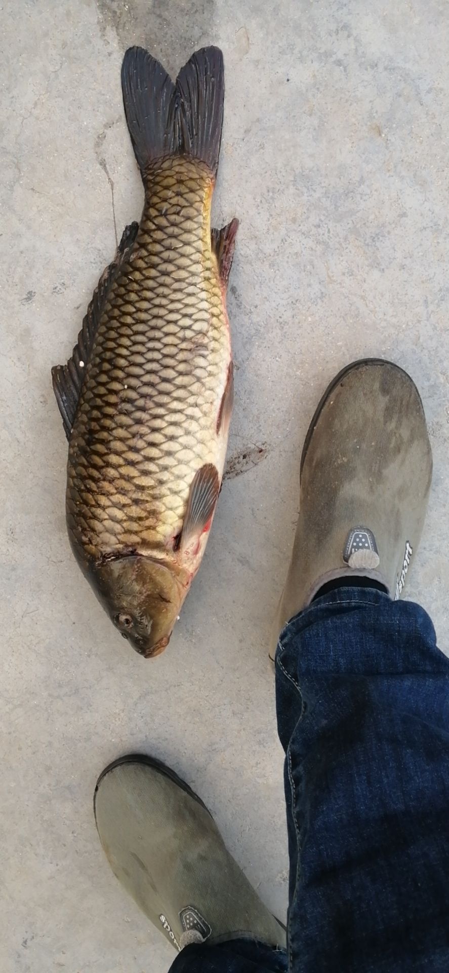 黄鲤鱼 鲤鱼黑鱼翘嘴鲤鱼自己抓的量不大