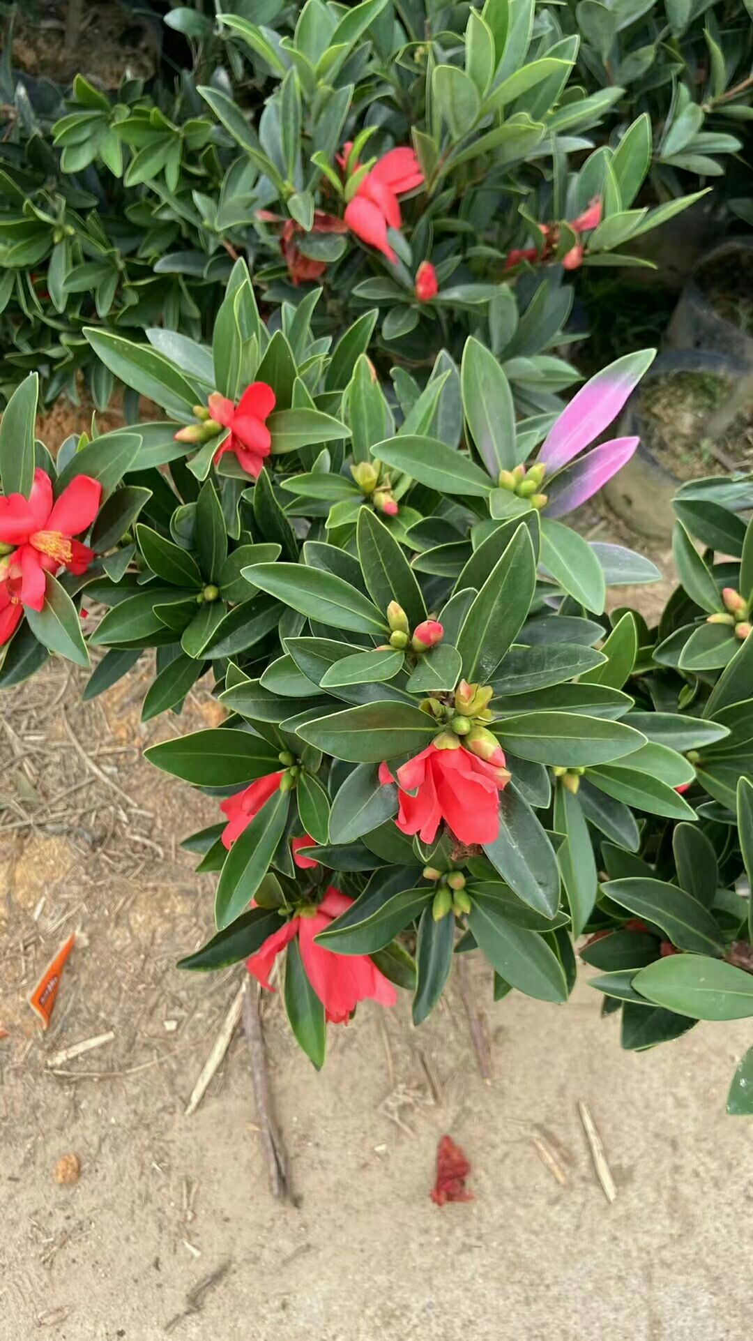 精品四季杜鹃茶 一年四季都可开花的杜鹃茶   基地直销