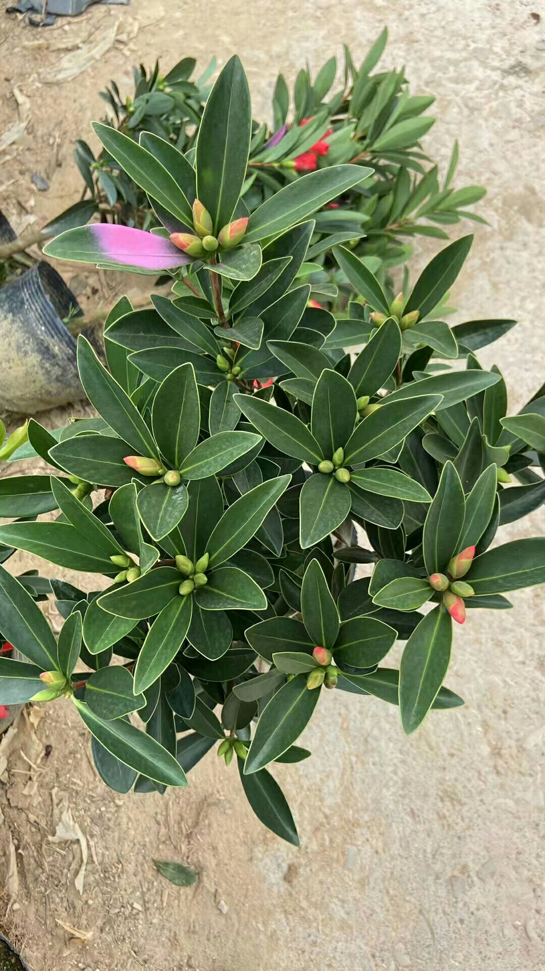 精品四季杜鹃茶 一年四季都可开花的杜鹃茶   基地直销