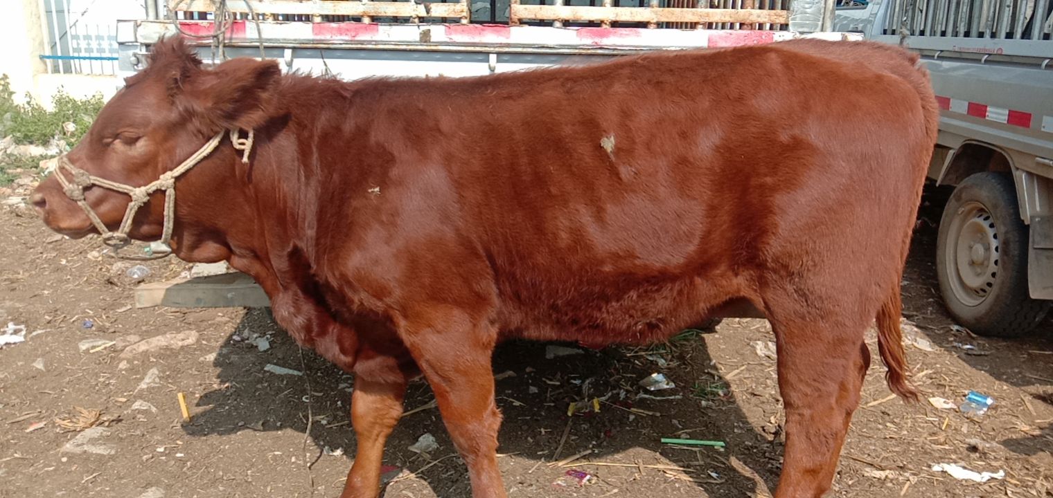 杂交牛  西门塔尔牛