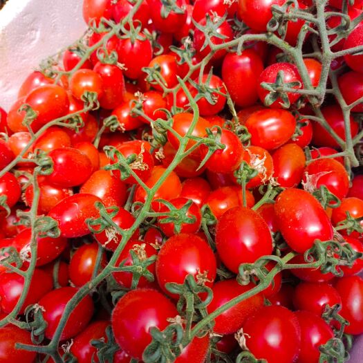 上海上海地区供应千禧小番茄 各种类都有  红色和黄色青色。