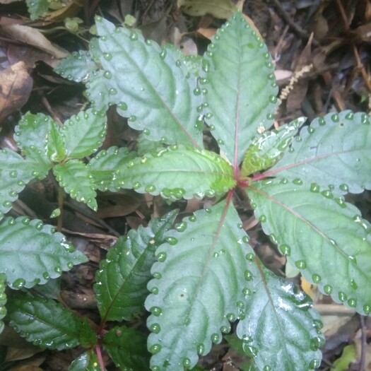 垫江霸王花 冷水七，又名霸王七，个个六月寒，葩葩七