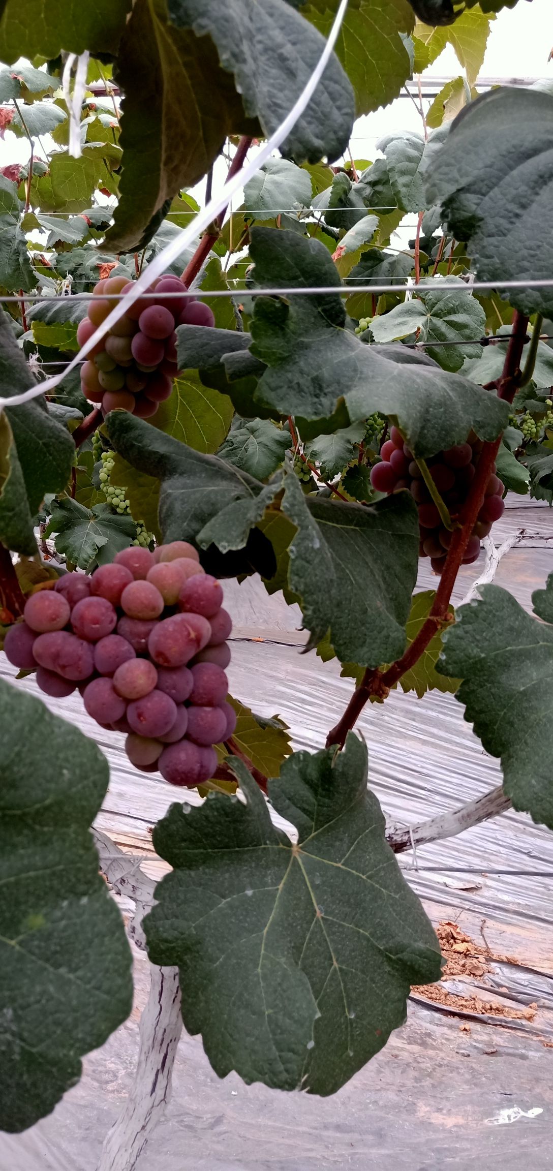 [紫密葡萄批发]紫密葡萄 重庆市重庆市荣昌区价格8.5元/斤 - 惠农网