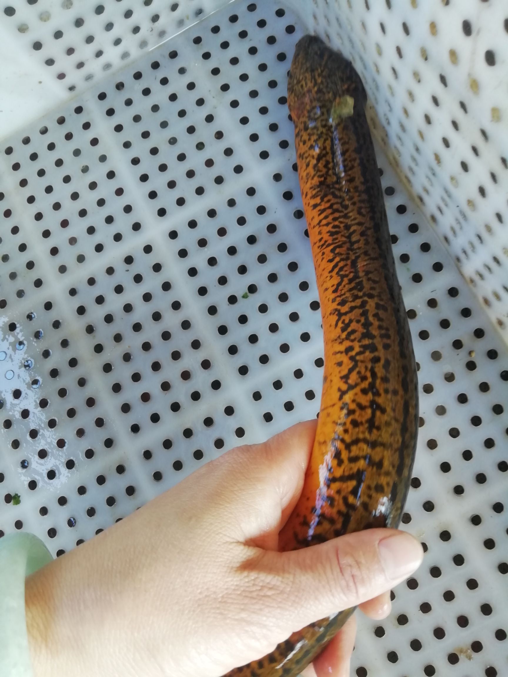 黄鳝  鳝鱼，稻谷田，沟渠货（统货）
