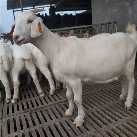 东平县美国白山羊—怀孕母羊—纯种公羊—波尔山羊种羊—全国包送