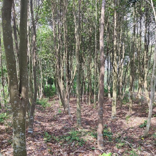 扶绥县 沉香树