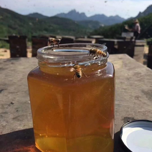 兰溪市槐花蜜 自产自销